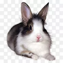 欧洲兔、家兔、兔/兔-兔