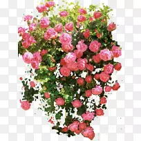 玫瑰花灌木-复古花