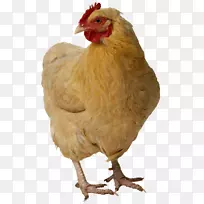 烤鸡肉家禽-羊群