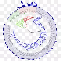 生命系统发育树进化的基因组大小树-树时间线