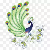 孔雀和孔雀。包括有关蓝色，白色，印度和绿色孔雀的事实和信息。饲养、拥有、饲养和饲养孔雀或孔雀。鸟羽绿孔雀