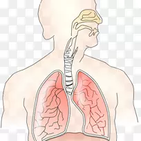 呼吸系统呼吸呼出肺吸入-肺