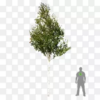 林木木本植物白桦树计划