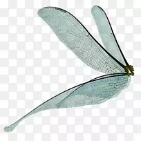 蜻蜓仙女画昆虫翅膀仙尘