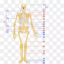 人体骨骼人体轴向骨骼