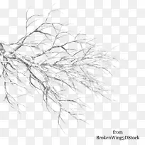 冬季树枝绘制-雪树