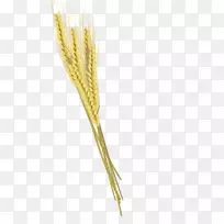 大麦，麦穗，小麦-大麦