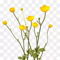 花卉植物蝴蝶桌面壁纸海葵-剪纸
