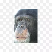 普通黑猩猩大猩猩灵长类猴子动物黑猩猩