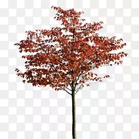 枫树秋季木本植物-秋季