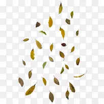 秋叶彩色剪贴画-飘落