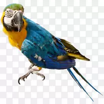 新几内亚鸟鹦鹉