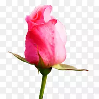 玫瑰花蕾剪贴画-粉红色玫瑰