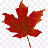 加拿大秋叶-秋叶