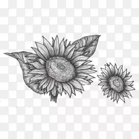 绘制普通向日葵植物素描-向日葵叶