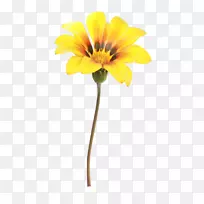 花摄影黄橙花