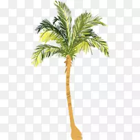 坚果过敏槟榔科椰子木本植物-棕榈树
