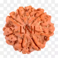 Rudraksha shiva Ganesha Narayana Lakshmi-Kartikeya