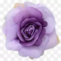 薰衣草茄子花园玫瑰紫色蜈蚣玫瑰薰衣草花
