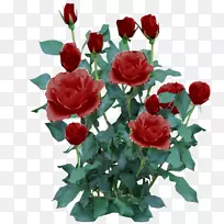 玫瑰灌木花植物-玫瑰花