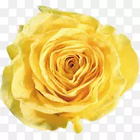 花园玫瑰黄花白玫瑰