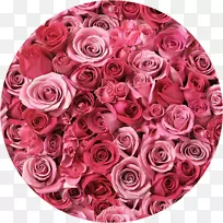 桌面壁纸玫瑰粉红色花朵壁纸-玫瑰