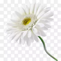 花德兰士瓦雏菊白色普通雏菊