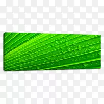 植物叶片矩形-绿色摘要
