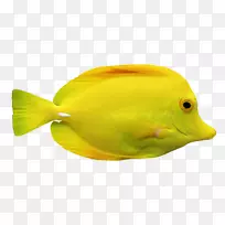 鱼类黄色海洋生物剪贴画-鱼