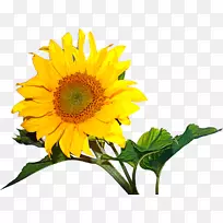 桌面壁纸常见的向日葵桌面隐喻动画壁纸-向日葵