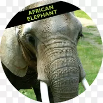 森林公园动物园非洲象印度象母象
