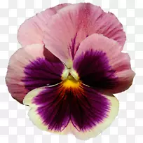 潘西紫罗兰花紫丁香-紫色背景