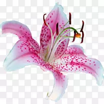 百合‘星眼’花虎百合剪辑艺术-水百合花