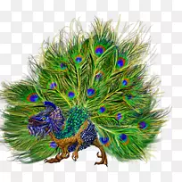 鸟类杯形孔雀羽毛树.羽毛水彩