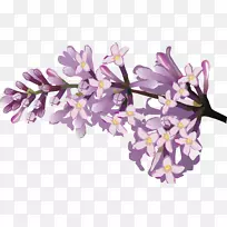 花卉素描-紫丁香花