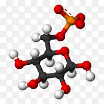氨基葡萄糖化学物质联合硫酸软骨素