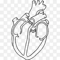 人体心脏解剖图