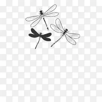 昆虫蝴蝶传粉者单色摄影黑白龙蝇