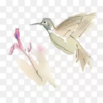 水鸟鸭鹳喙蜂鸟
