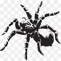 蜘蛛夹艺术-蜘蛛