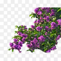 紫丁香花紫罗兰