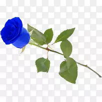 花园玫瑰，蓝玫瑰，蜈蚣玫瑰，蔷薇，五倍子植物-蓝玫瑰
