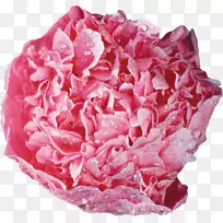 牡丹花园玫瑰插花艺术-牡丹
