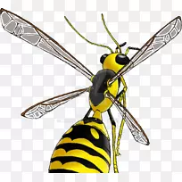 昆虫蜜蜂黄蜂-黄蜂
