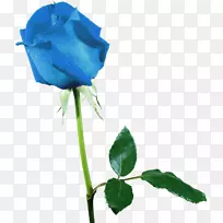 海滩玫瑰花园玫瑰蓝色玫瑰摄影-蓝色玫瑰