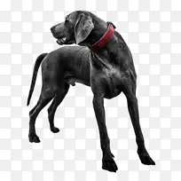 拉布拉多猎犬大丹麦犬。伯纳德威玛拉纳犬