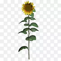 向日葵菊科向日葵种子植物-向日葵
