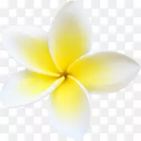 花花瓣近景植物-夏威夷