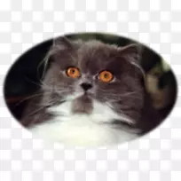 波斯猫亚洲半长毛拉格慕猫英国半长毛小舞猫水族