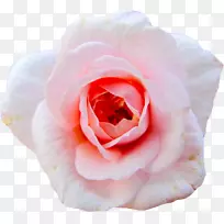 切花花园玫瑰蜈蚣玫瑰花瓣水彩画仙人掌